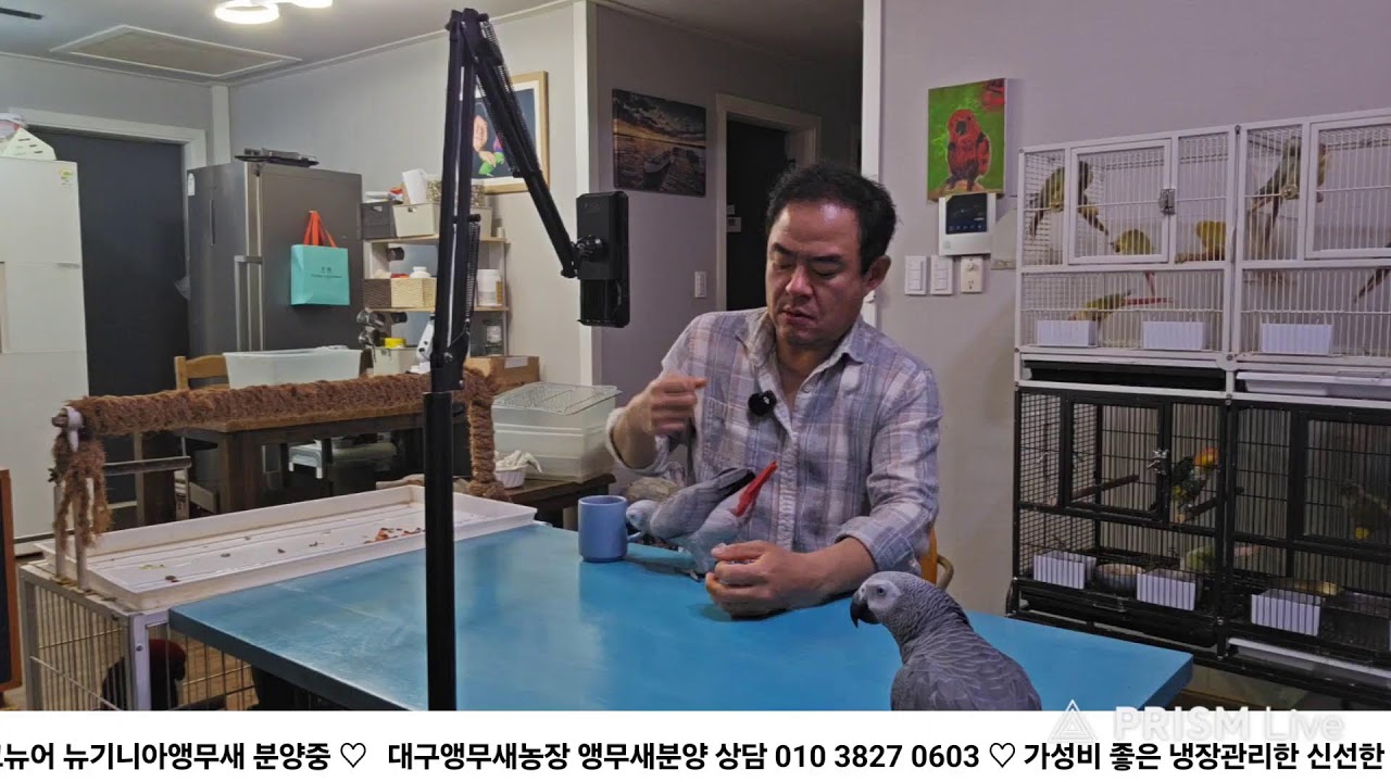 대앵농 새벽라이브방송 / 대구앵무새농장 [ Birdlake ]  실시간라이브  앵무새분양및 행동상담 parrot korea 20260310