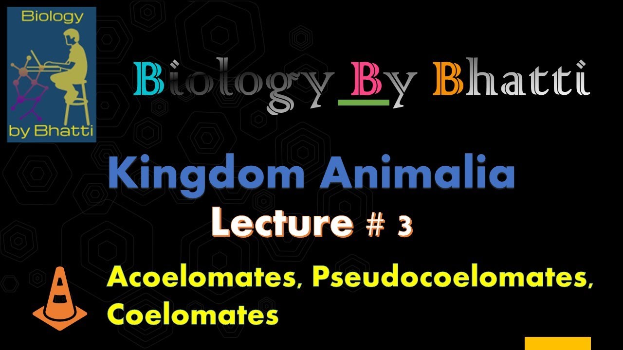 Acoelomates, Pseudocoelomates, Coelomates | Biology Class11 Chapter 10 | Kingdom Animalia
