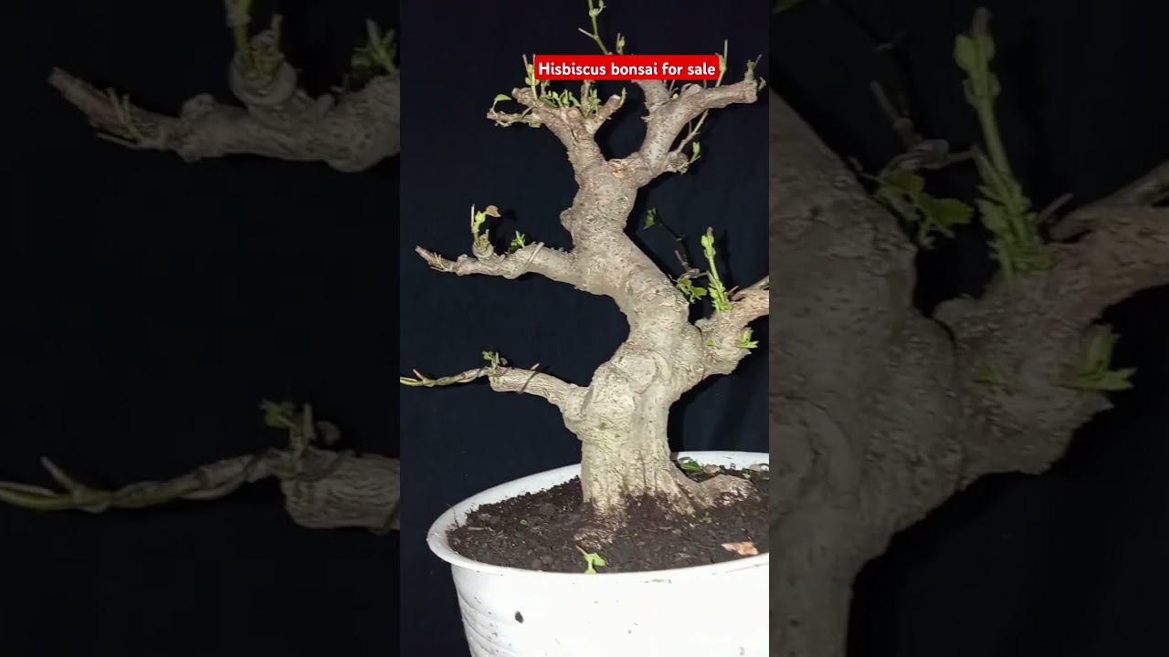 Bonsai Waru Tegak Berliku For Sale 