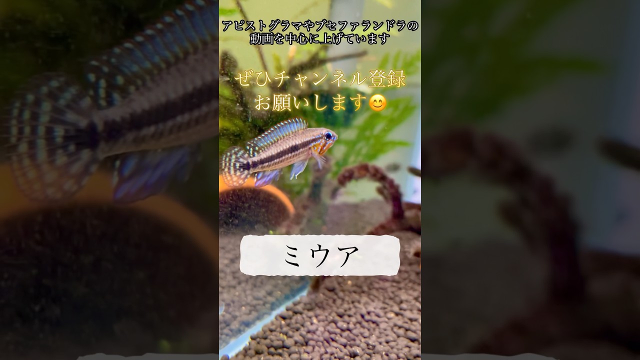 歴代アピスト集🐟 #アクアリウム #aquarium #アピストグラマ #水槽 #熱帯魚