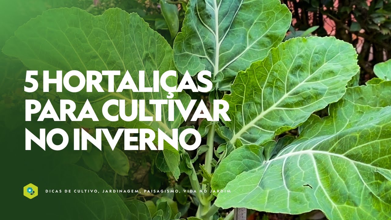 5 HORTALI&Ccedil;AS para cultivar no INVERNO