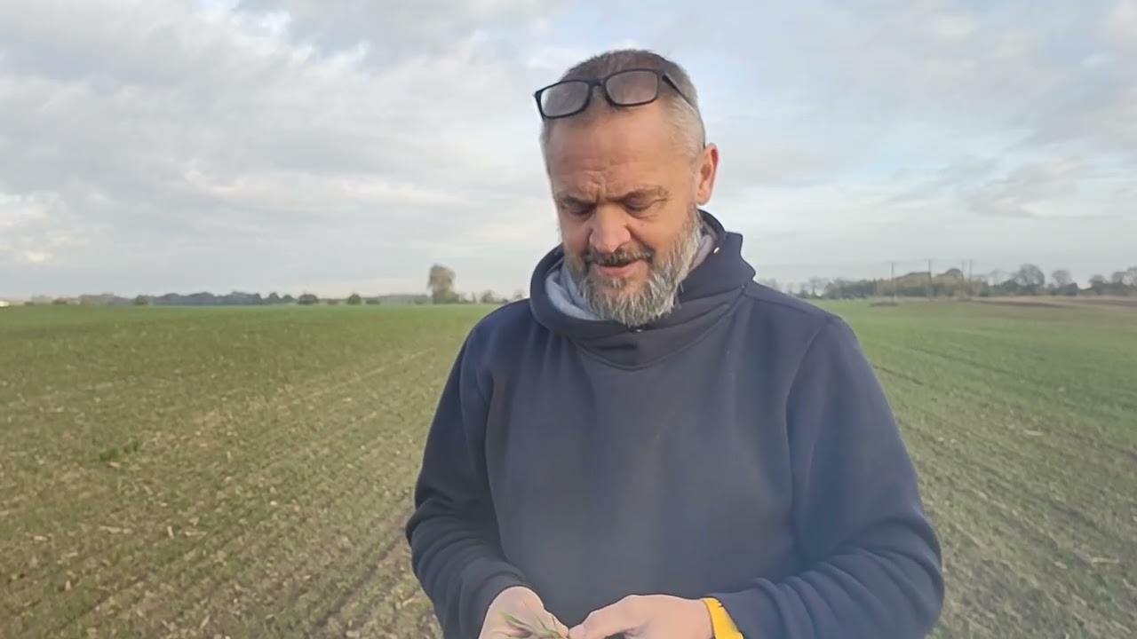Pszenżyto na op&oacute;źnione siewy - odmiana Heroico #pszenżyto #rolnictwo #farming #farmer #agriculture 