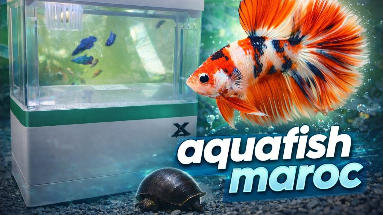 الجديد عند aquafish maroc 🔥🔥🔥 اسماك ومعدات الاحواض ماتنساوش متابعة للقناة واتساب 0601428189