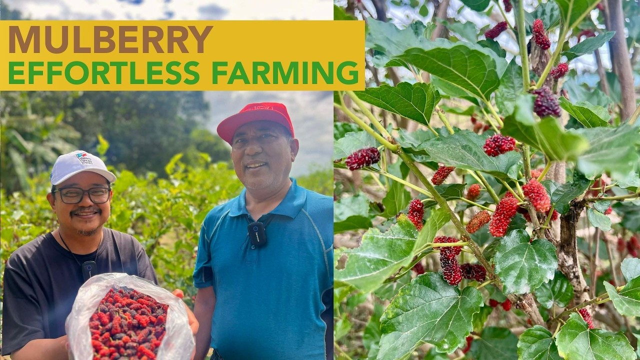 Retired ka na ba? Mulberry, A Truly Low-Maintenance Crop!
