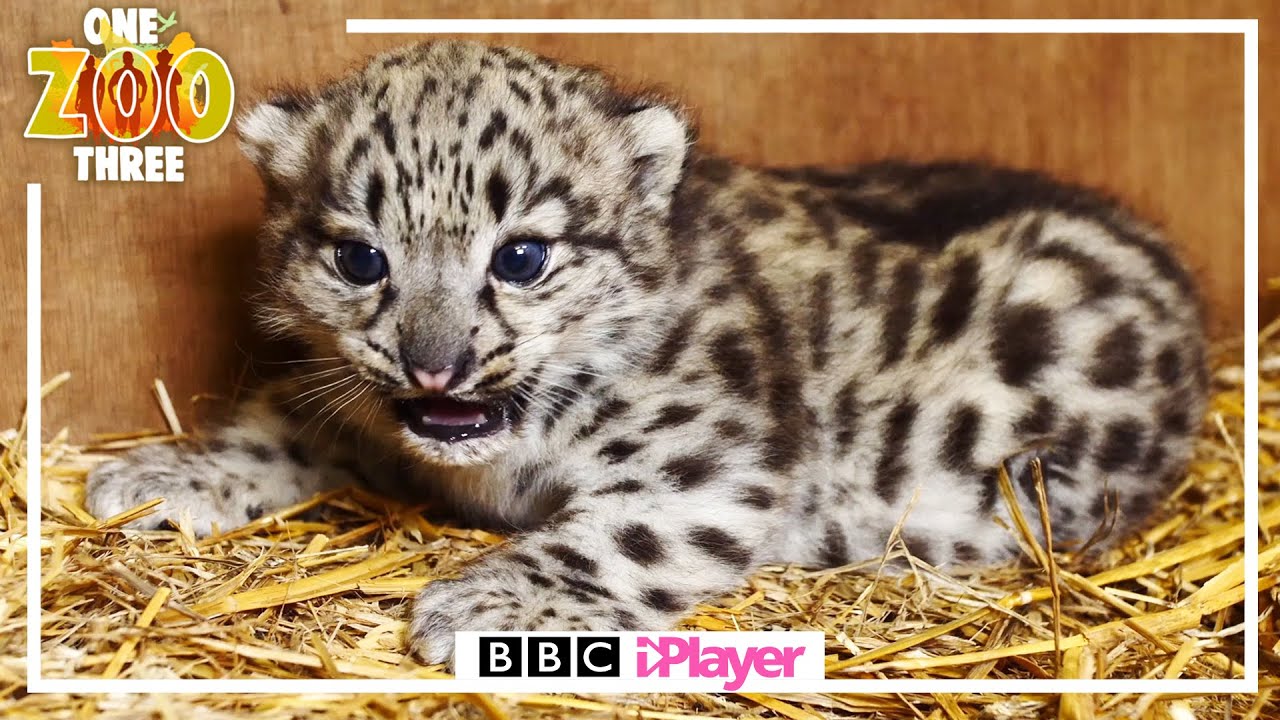 CUTE ANIMAL COMPILATION!!! ONE ZOO THREE | 10 MINS +
