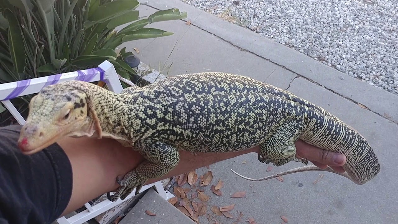 Adult Male Quince Monitor