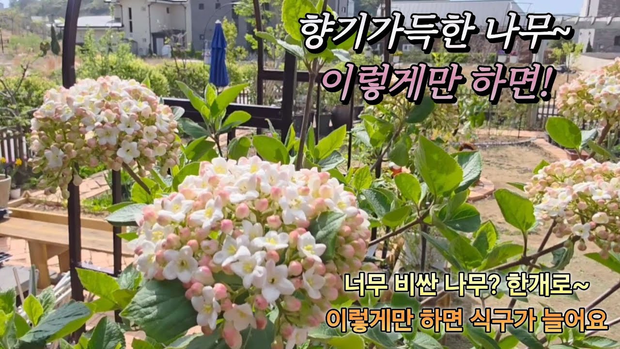 KJ가드닝#26_5/향기가득한 나무?#너무 비싼 나무~ 이렇게만 하면 식구가 늘어요 #풍성한 정원 만들기