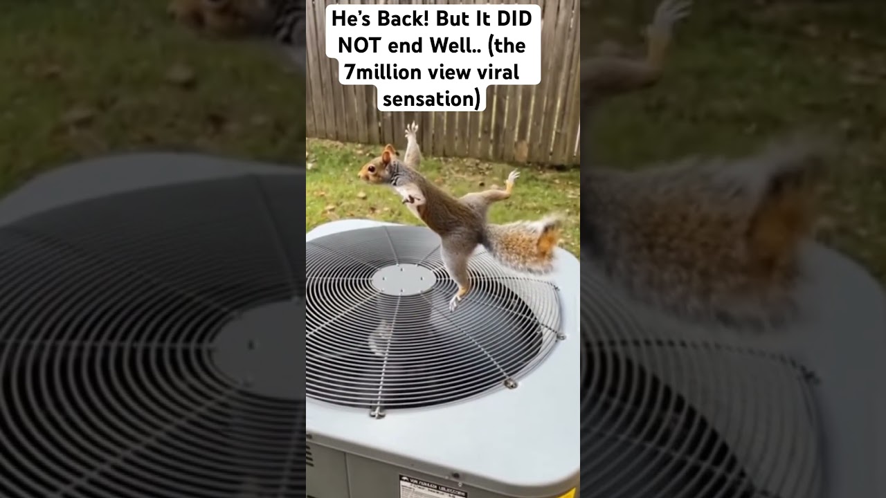 He&rsquo;s BACK! But It DID NOT End Well 😂🫣 #funny #squirrel #video #viralvideo #viral
