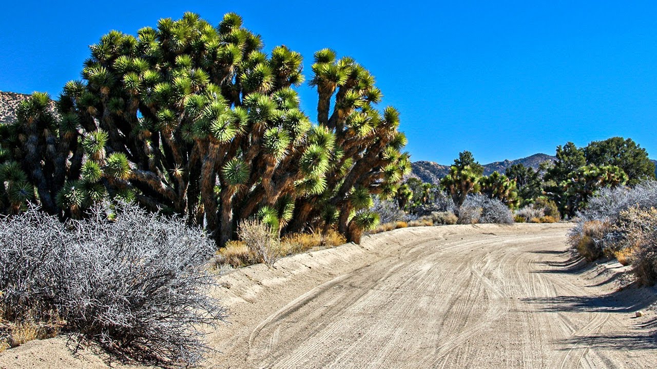 Cactus Flats near Big Bear