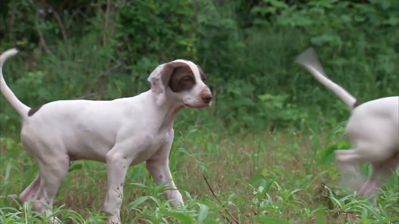 Quail Dog Training