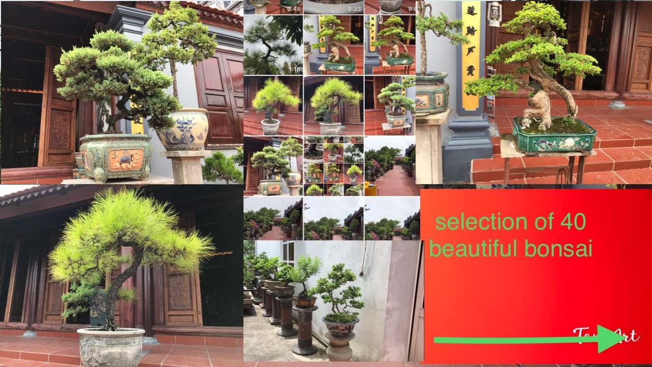 Collection of 40 beautiful bonsai trees in Vietnam