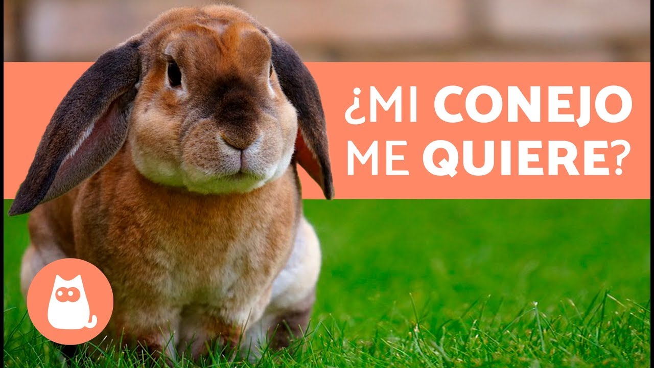 &iquest;C&oacute;mo saber si mi conejo ME QUIERE? 🧡 5 SE&Ntilde;ALES