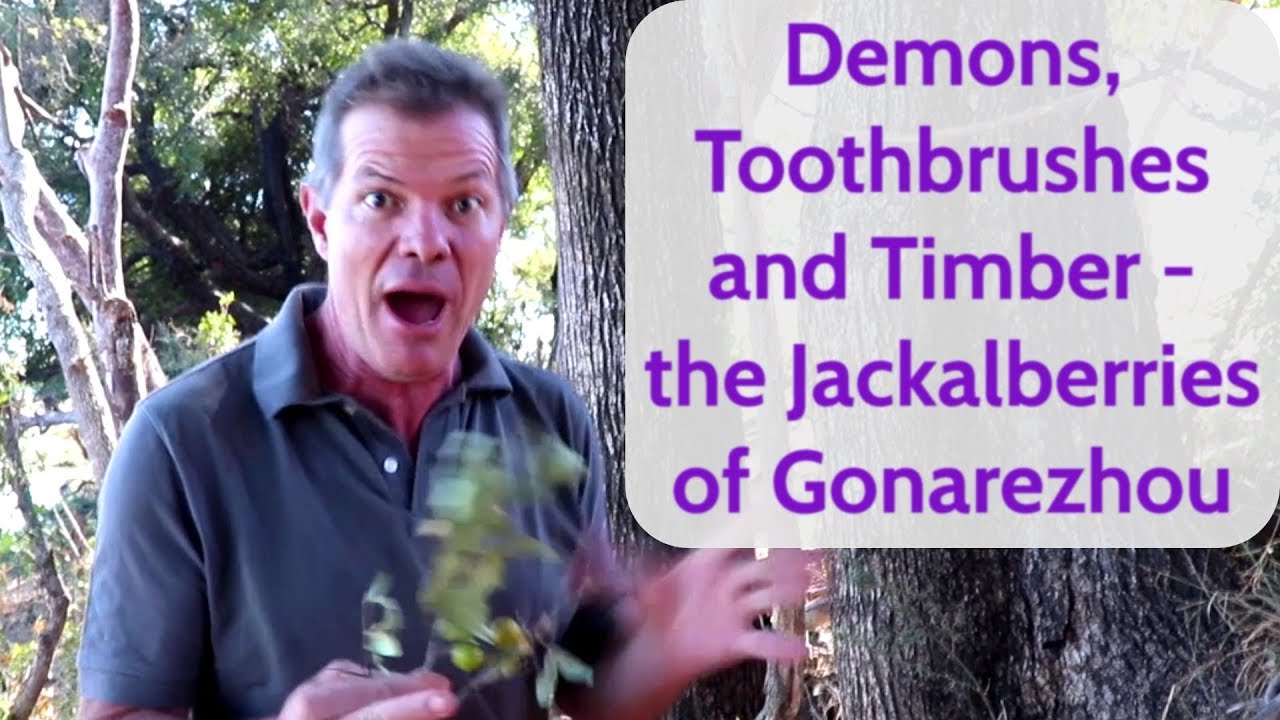 Demons, Toothbrushes and Timber -  the Jackalberries of Gonarezhou