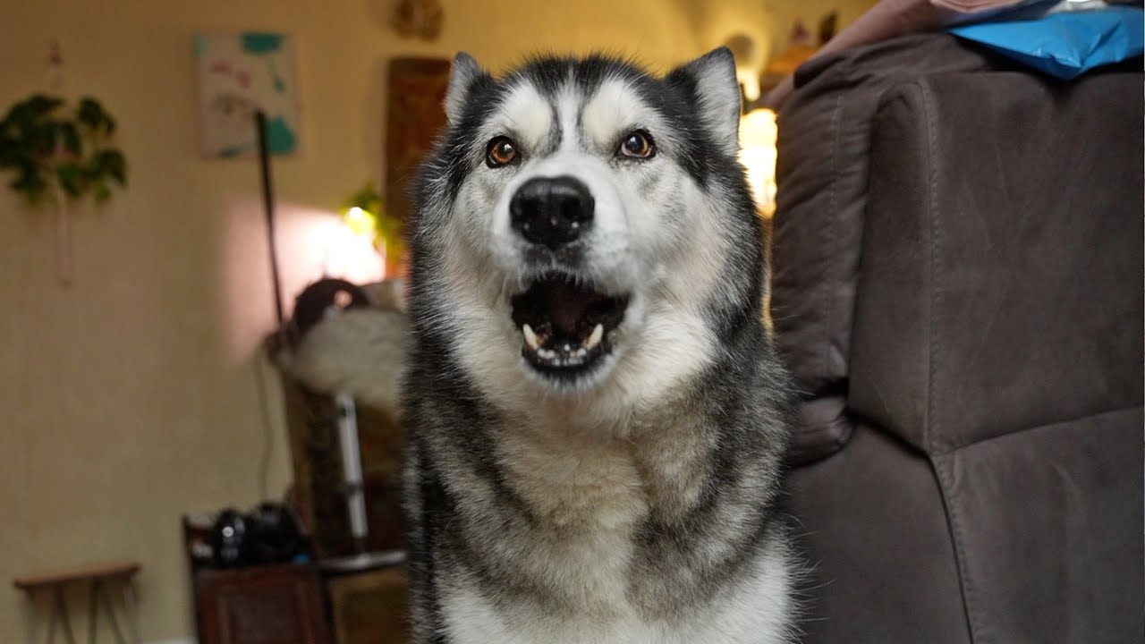 Husky Doesn’t Trust Me With Sharp Pointy Things!