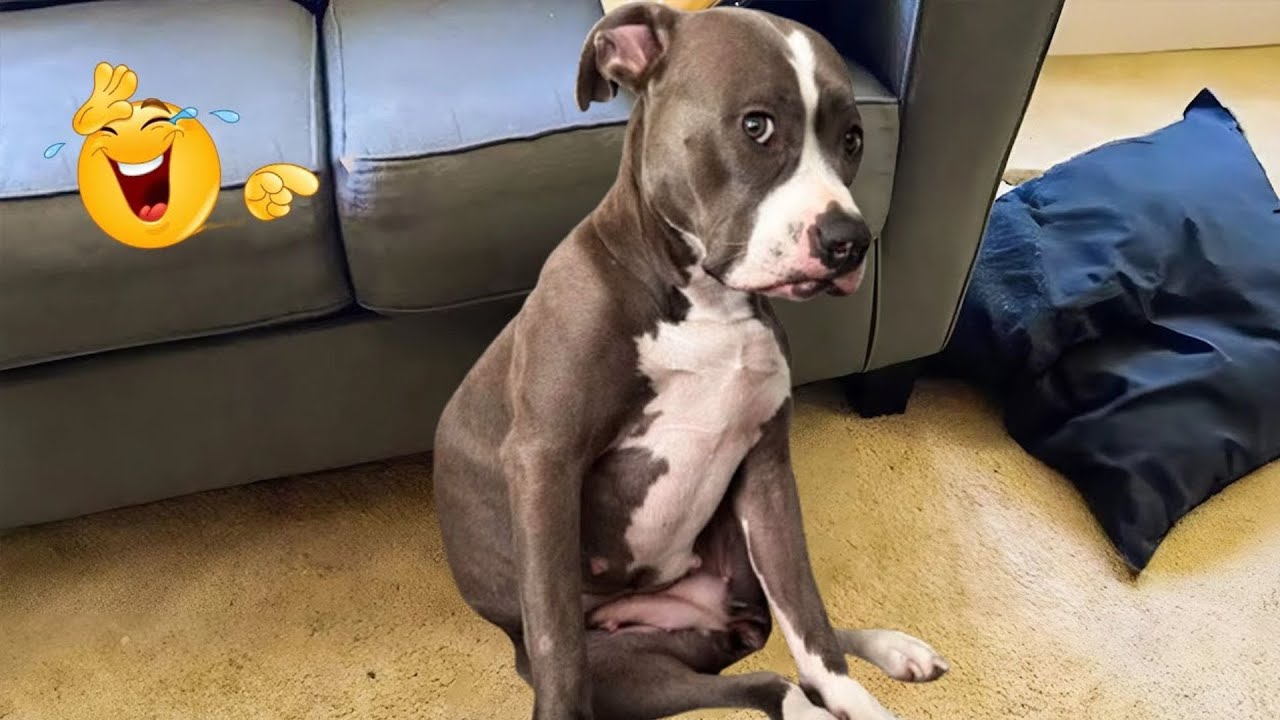 These Dog Videos of the Year Will Make You Laugh Way Too Hard 😂🐶