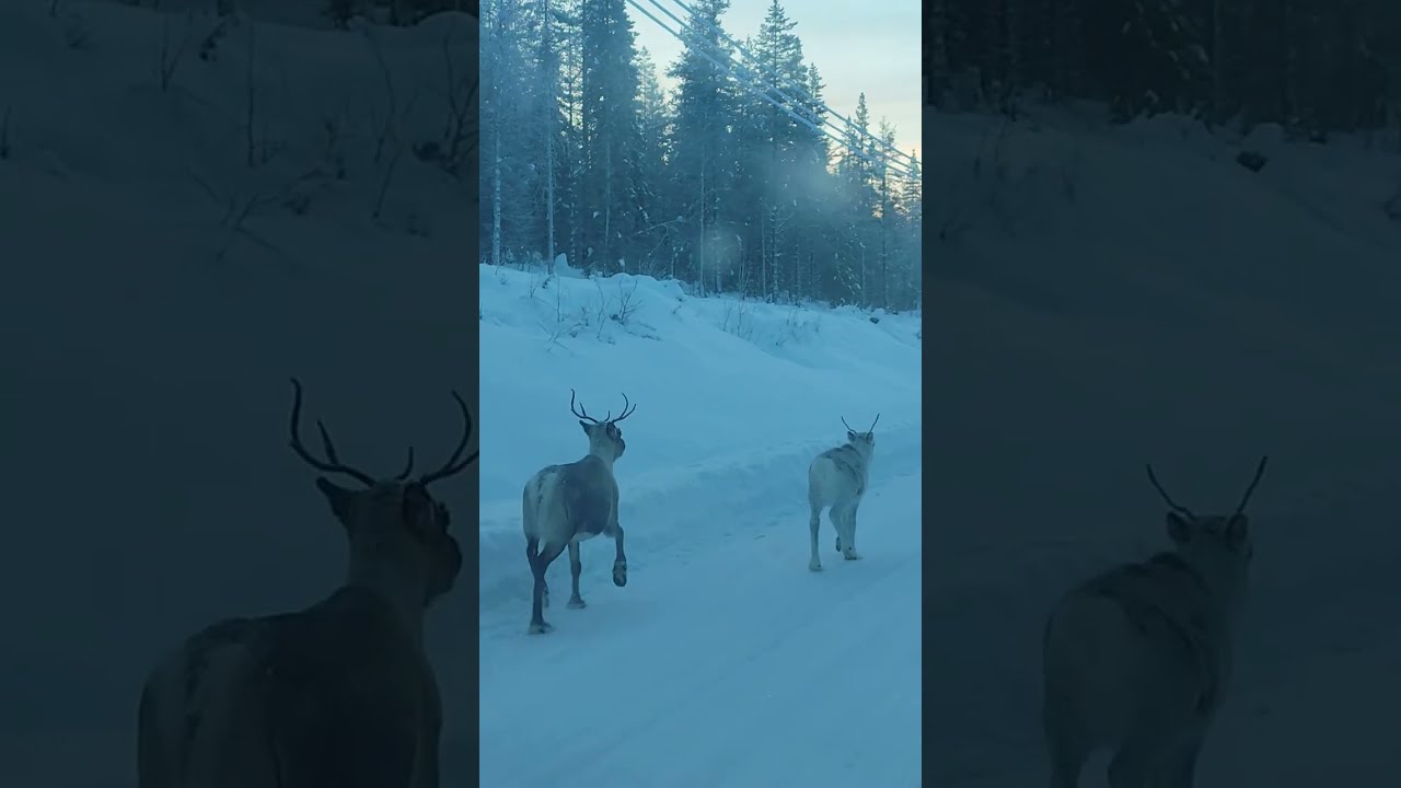 Unterwegs in Lappland