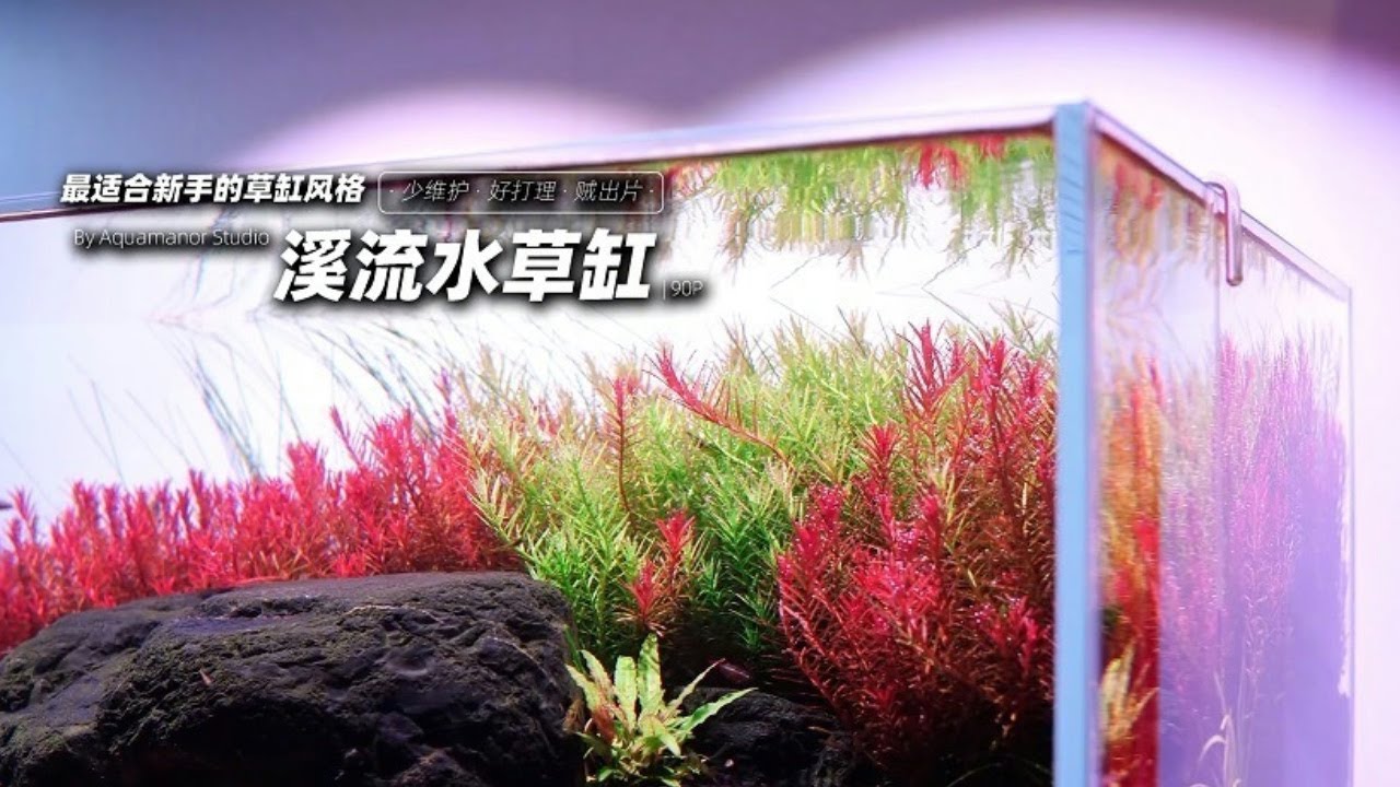 开缸教程｜溪流水草缸，红与黑的激烈碰撞，全是干货！