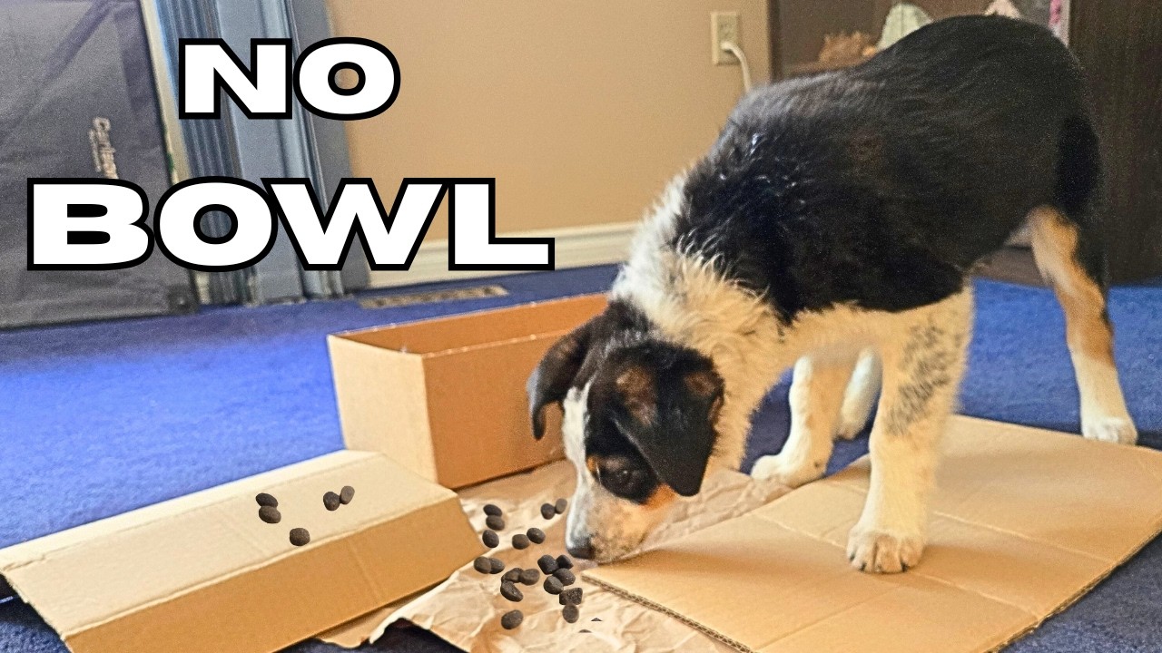 Stop Using a Food Bowl (If You Want A Calmer Puppy)