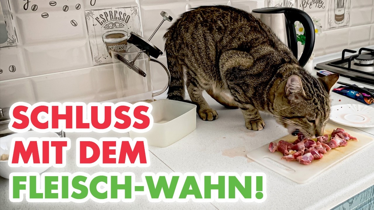 „Steak-Snob“ im Katzenpelz? Warum reines Fleisch krank macht.