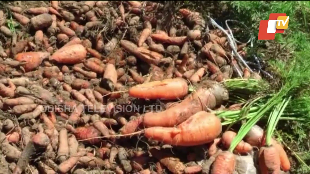Coronavirus Lockdown- Strawberry & Carrot Farmers In Kerala Facing Major Crisis