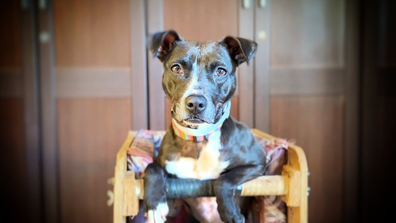 Así cuidamos a nuestros perros más especiales !!