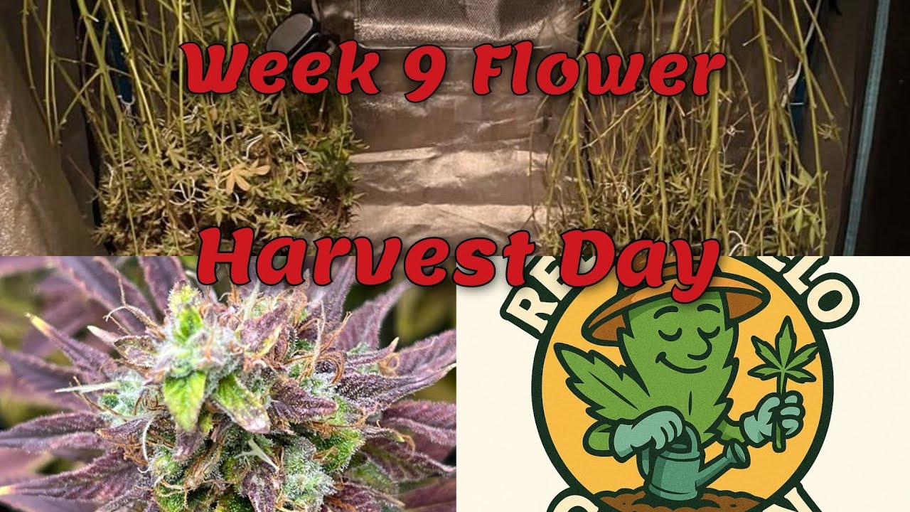 Week 9 flower Chop and drying