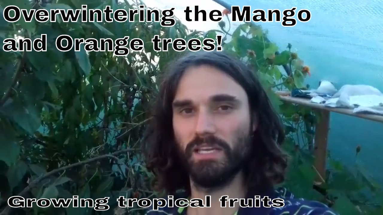 Overwintering tropical trees in the UK. Mango and Orange tree.