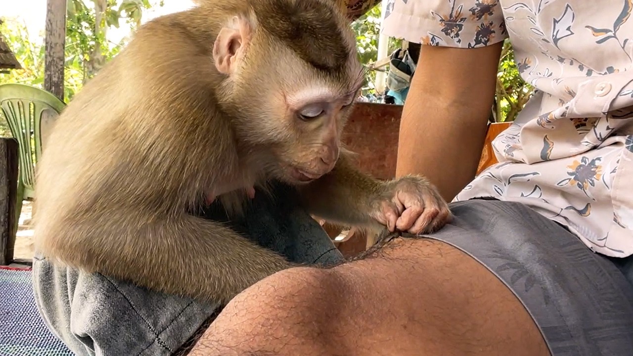 Adorable Zueii Monkey Grooming Thigh Skin While Hearing Sweet Gentle Caring Affirmations
