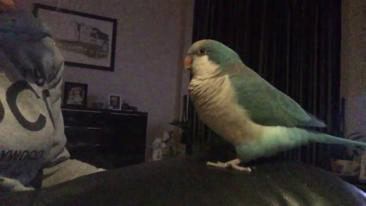 Talking Quaker Parrot Spud
