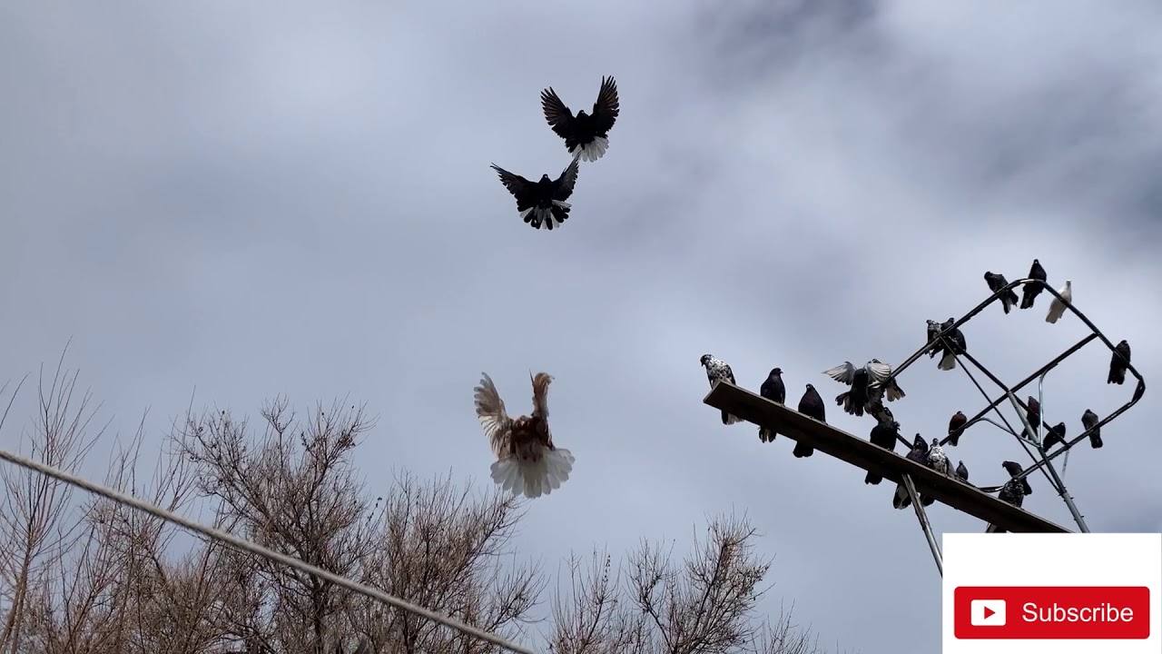 Ukrainian skycutter pigeons( мои Николаевские голуби