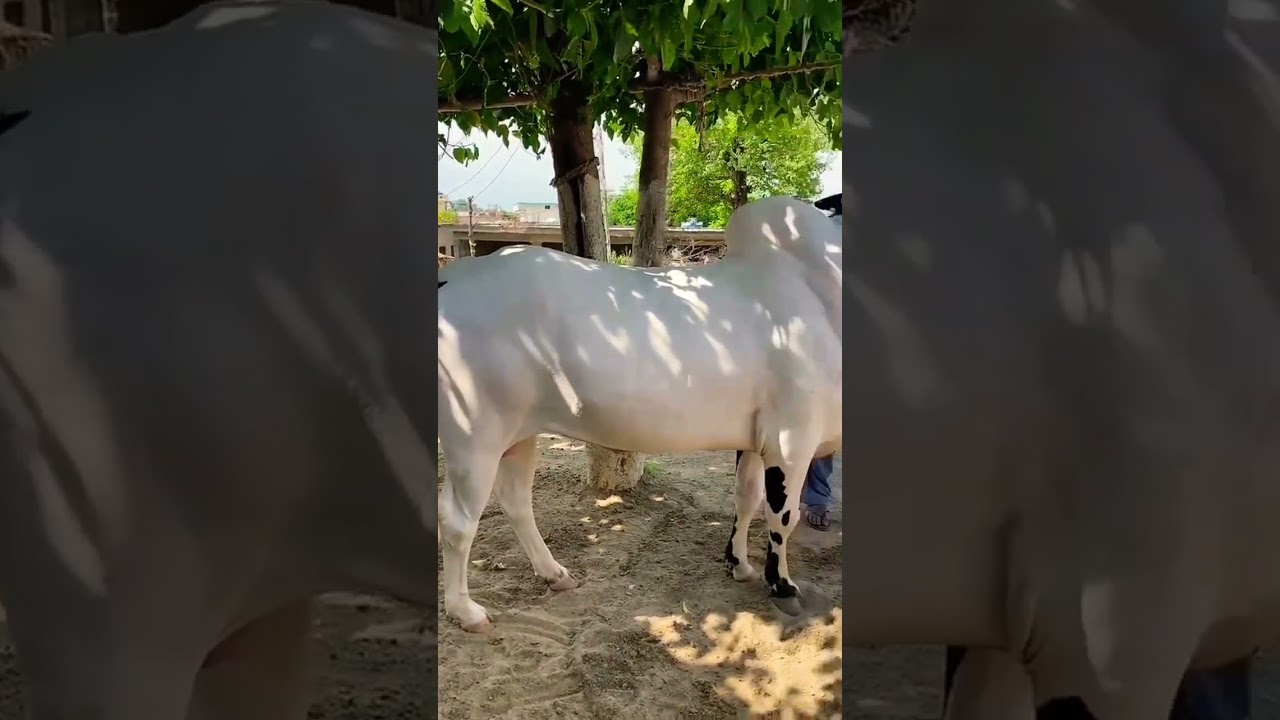 New fatehjangi bull 2024 #shorts #domailmandi Gondal mandi