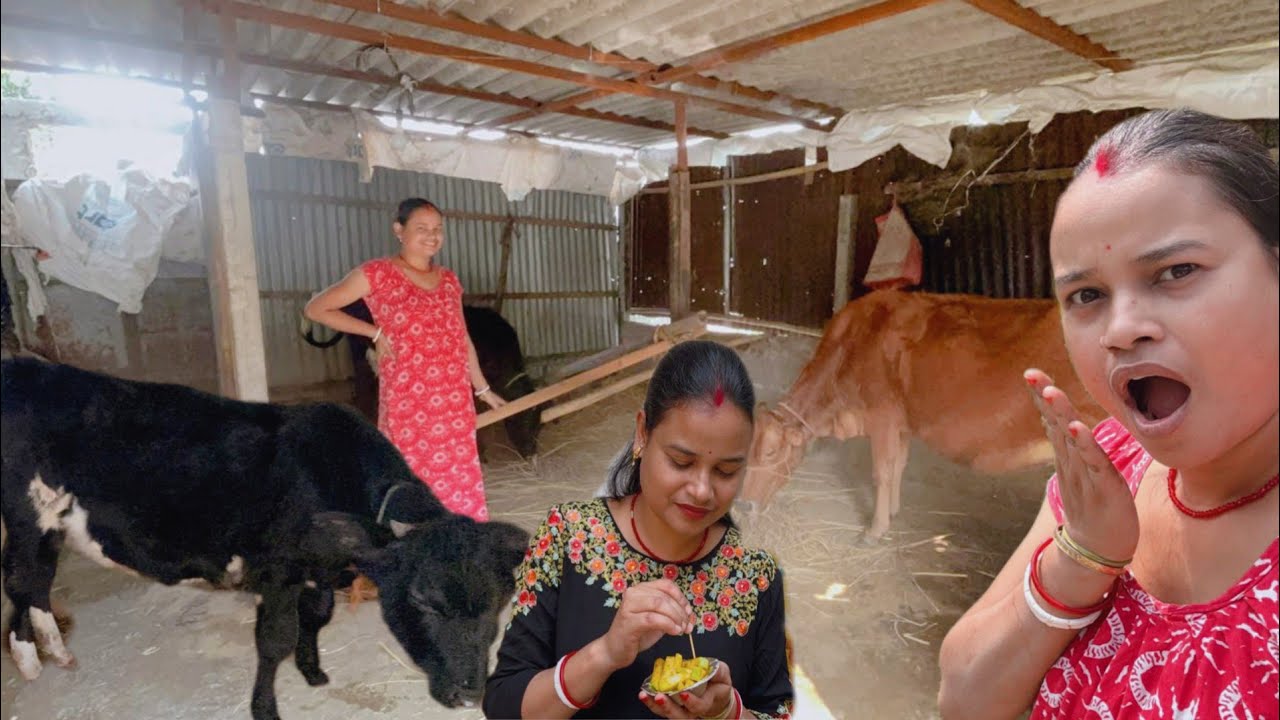 অল্পের জন্য শান্তি আমাদের কাছ থেকে হাত ছাড়া হয়ে যাচ্ছিলো #cow #dailyvlog #pujabapigallary 