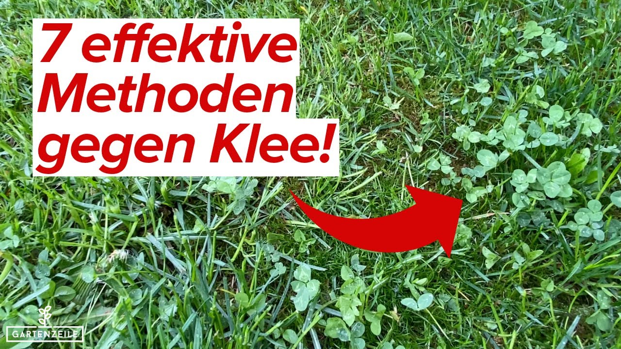 7 effektive Methoden gegen Klee im Rasen [so entfernst du ihn dauerhaft]