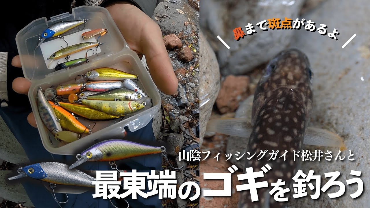 【鳥取の渓流釣り】最東端に生息するゴギを釣ろう！ - 山陰トラウトフィッシングガイド