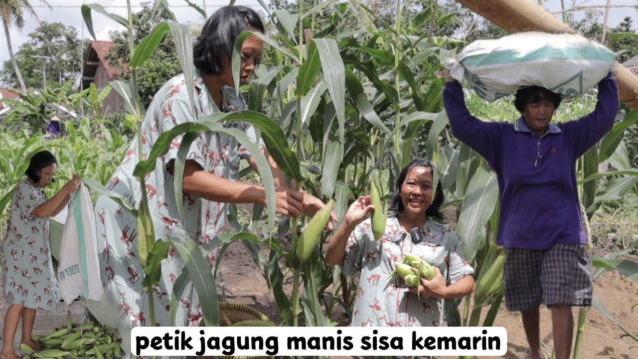 lumayan !! petik jagung manis sisa kemarin dapat hampir sekarung