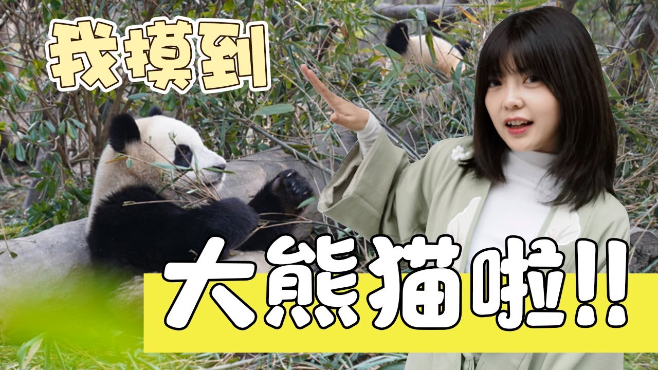 【成都大熊貓基地】頂著黑眼圈去看熊貓啦！！！🐼：來就來吧，也不用強行cos我