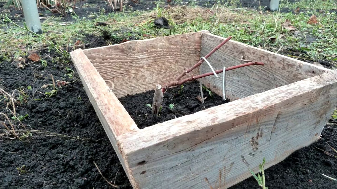 Укрытие на зиму однолетних саженцев винограда. ( Shelter for the winter grape seedlings  )