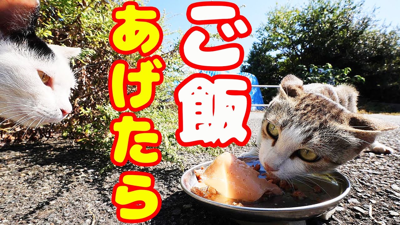 空腹なボクシング猫にご飯あげたら・・・ さくらねこと野良猫への給餌