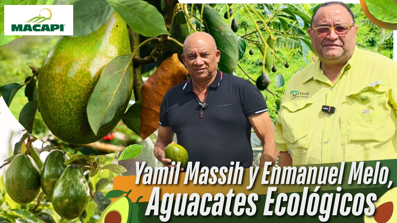 ASÍ FUNCIONA MACAPI: PRODUCCIÓN ECOLÓGICA DE AGUACATES CON ALTO RENDIMIENTO | Panorama Agropecuario