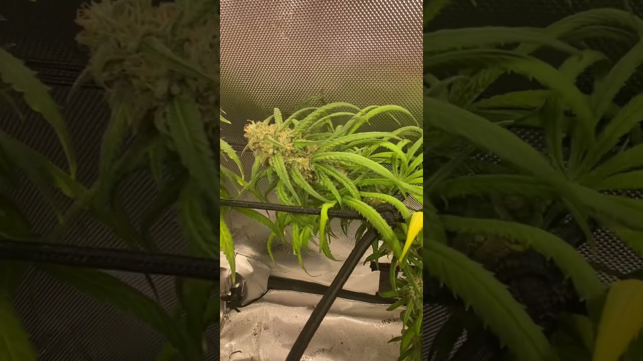 Lemon Frosting-Green Point Seeds
