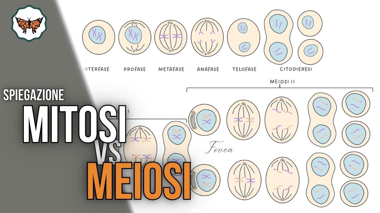 Mitosi e meiosi | La cellula