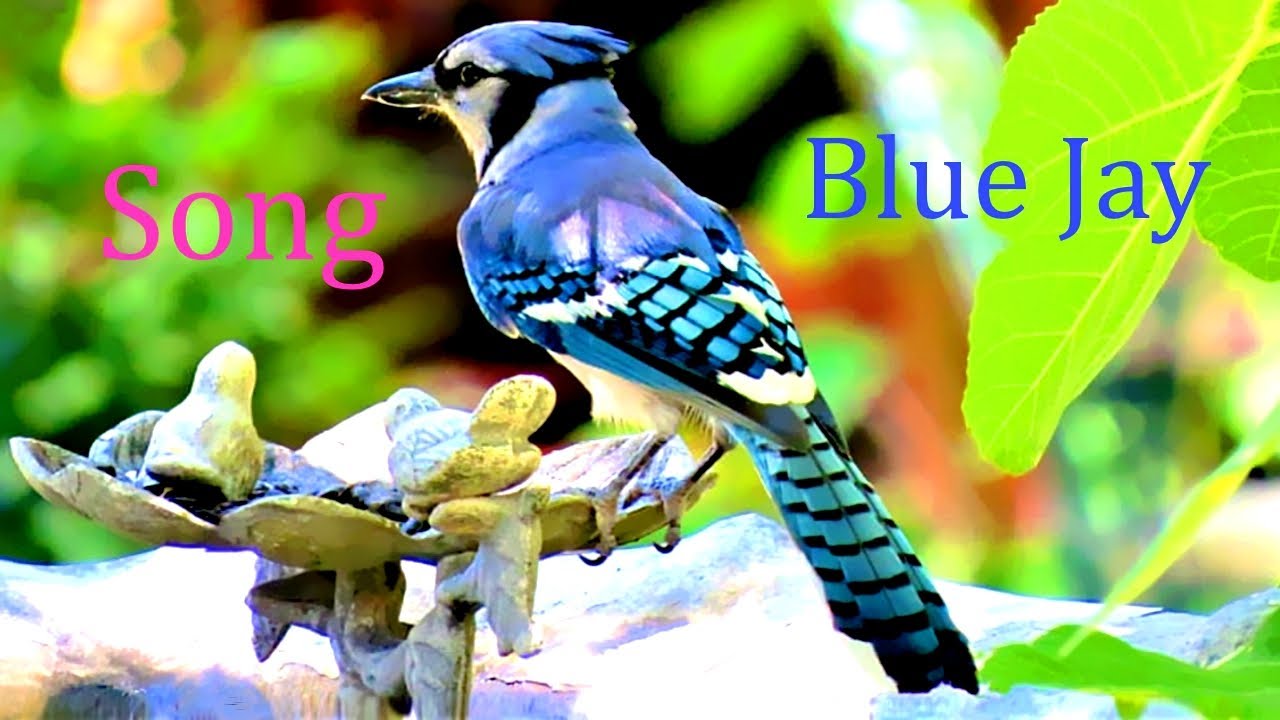 Blue Jay.Bird Song.(Cyanocitta cristata).