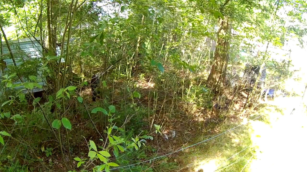 goats clearing bush time lapse