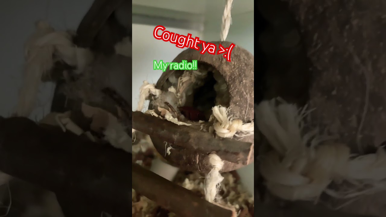 He just ate my radio😂🥲 