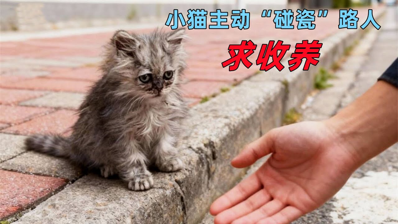 流浪小猫为了活下去，主动找路人求收养，小猫太聪明了