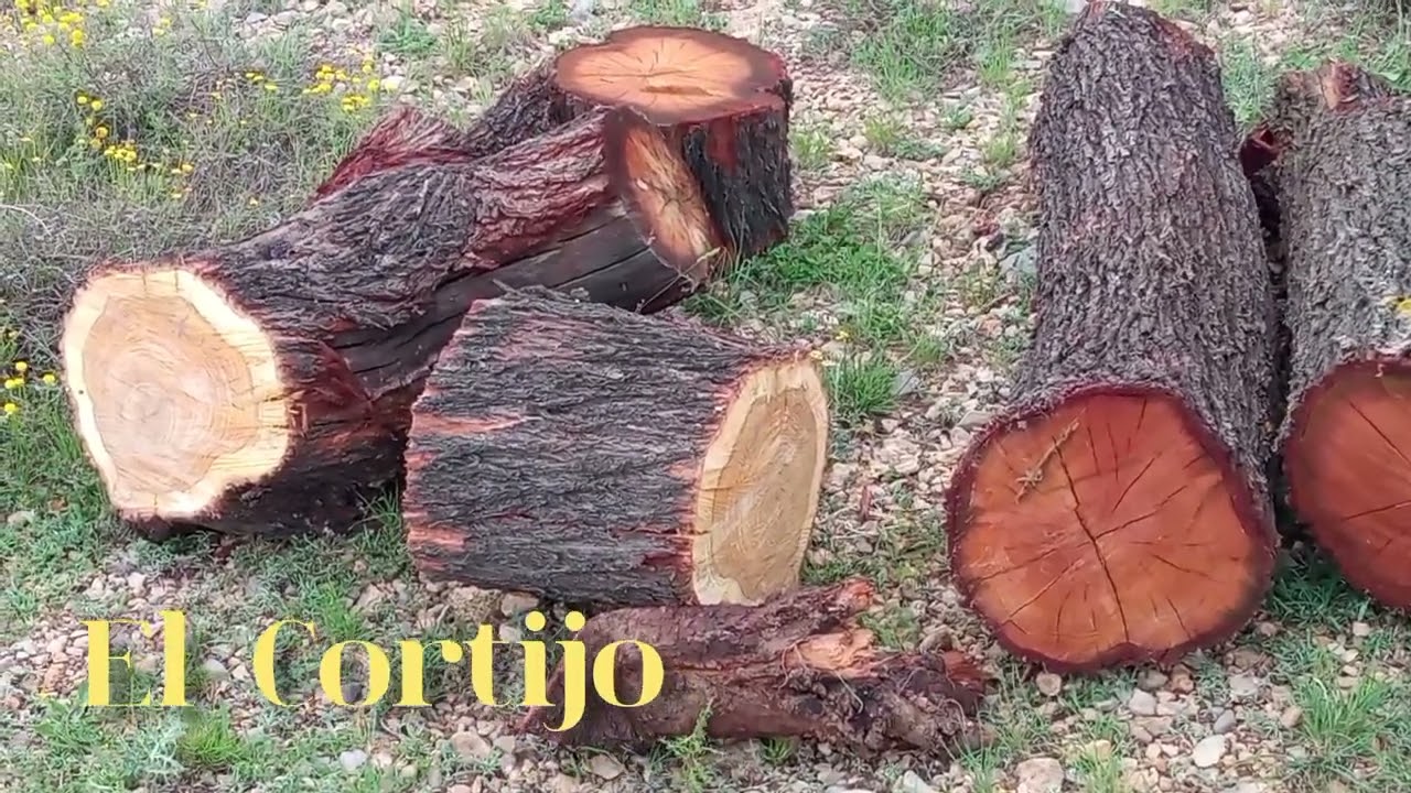 Motosierra Anova Mg262. (Cortando almendros).