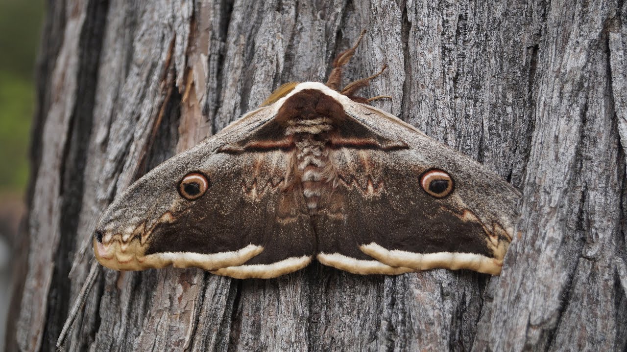 Mariposa - Pav&oacute;n Nocturno o Gran Pav&oacute;n (Saturnia Pyri)