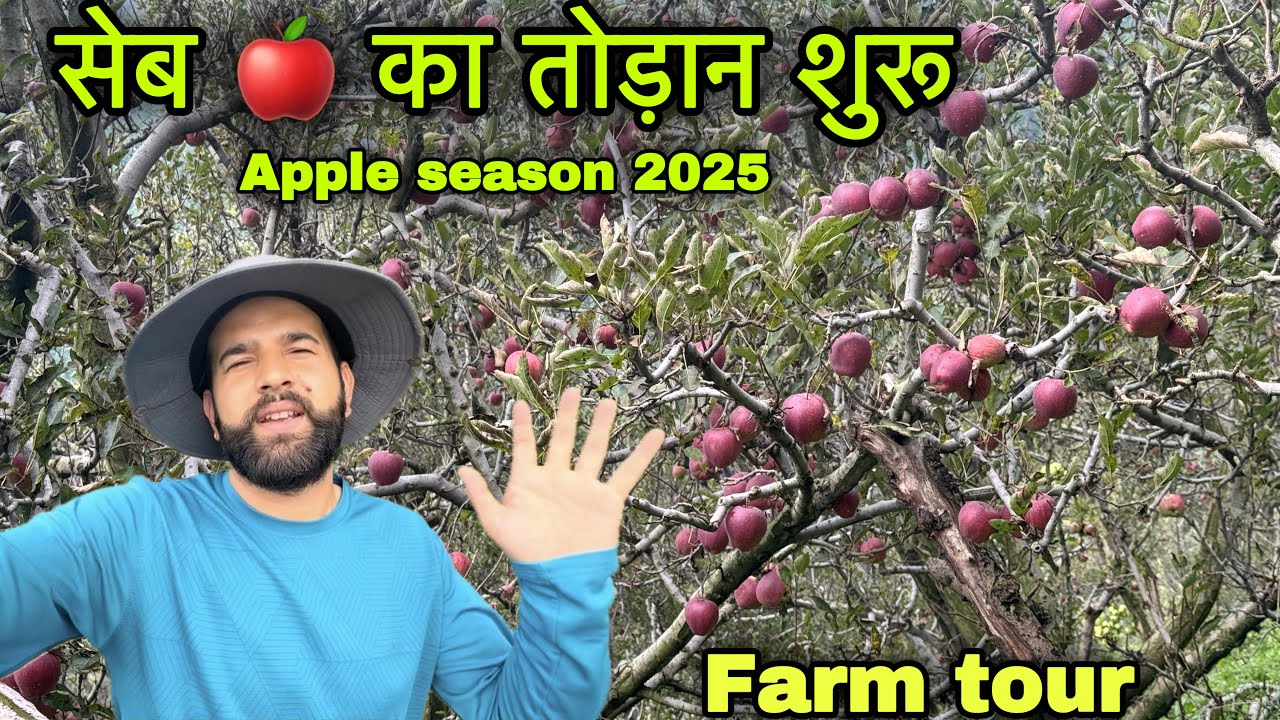 Crispy apples 🍎 from the hills of shimla || Apple season || Pahadi lifestyle vlog || Rahul bro