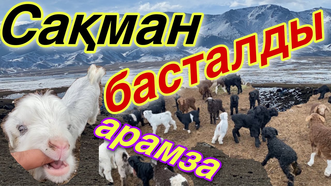 Ешкі 3 лақ тапты! Сақман басталды, Арамзалар.