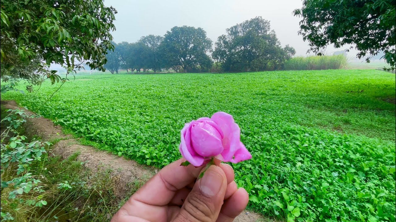 Good morning my YouTube family